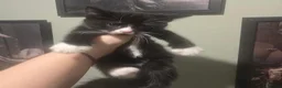 Mixed Breed cats for sale: 6 loving kittens looking for Forever homes  - Advert 15