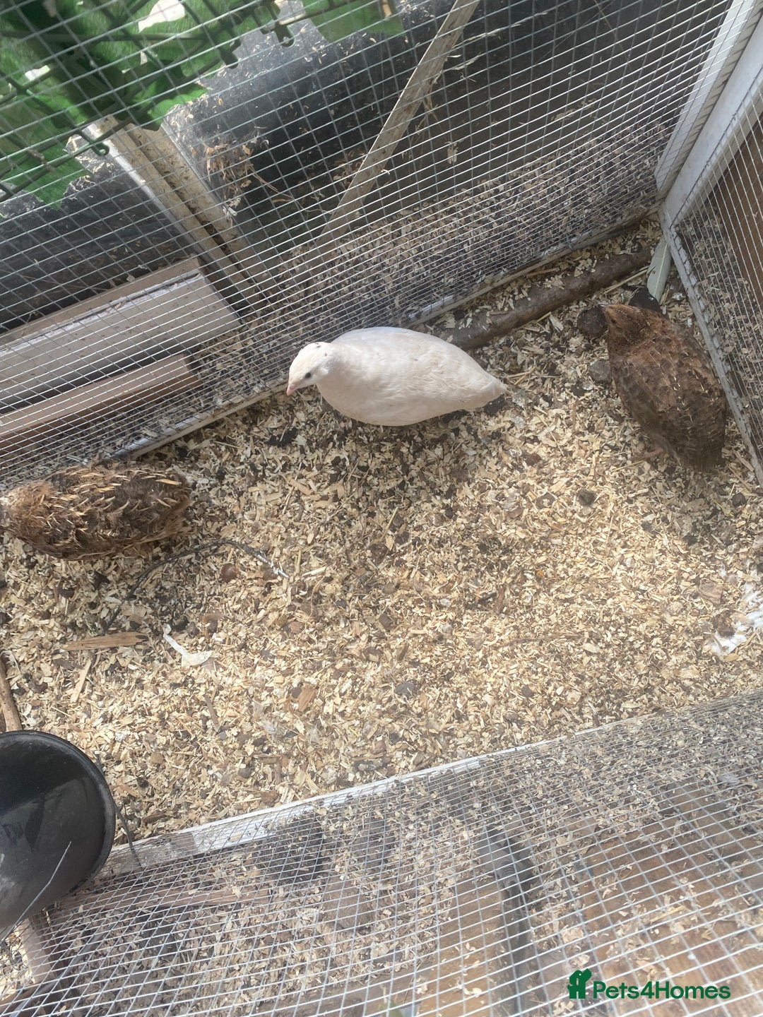 Quail poultry for sale: 4 female quails and two male  - Image 1