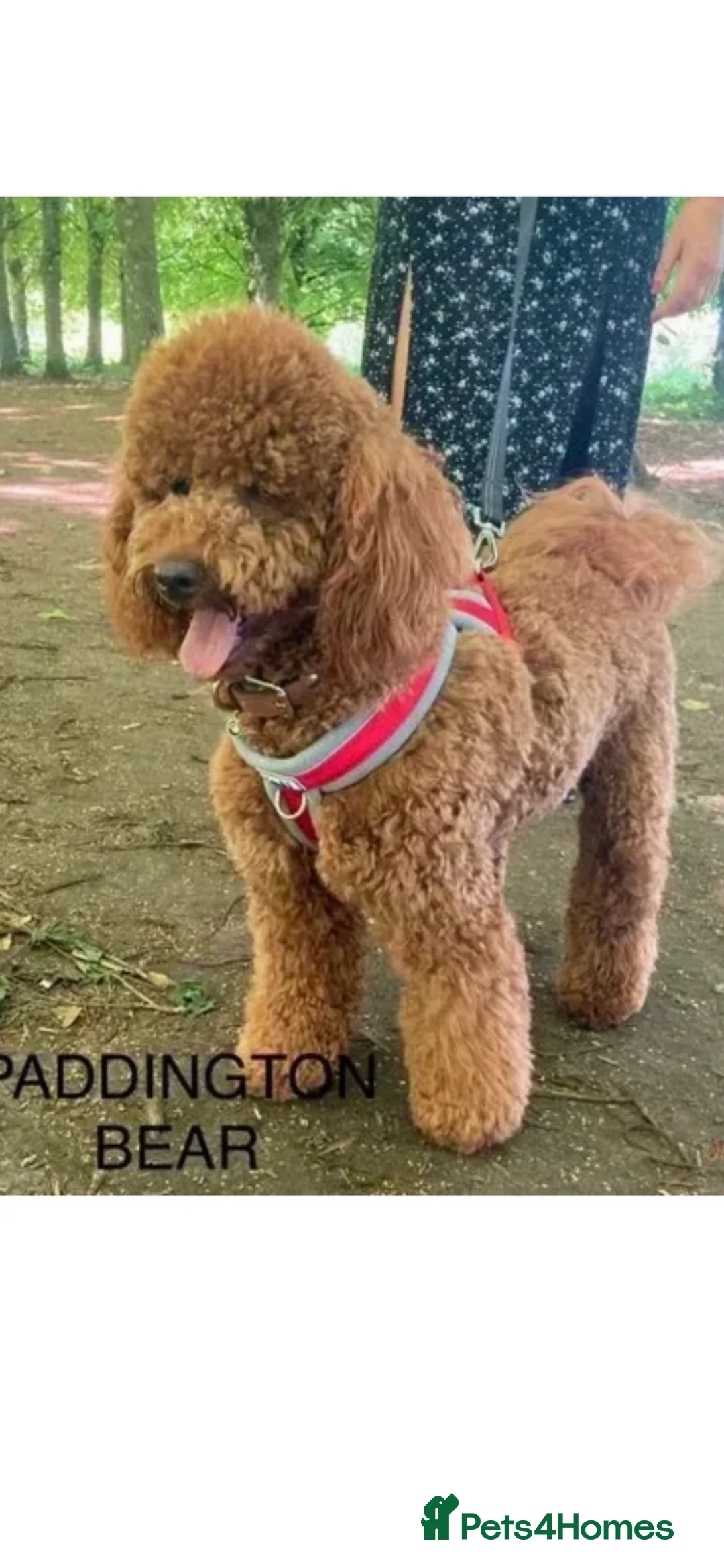 Miniature Poodle dogs for sale: KC REG MINIATURE POODLE PUPS - Advert 9