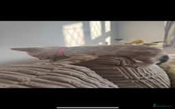 Bengal cats for sale: Pure Bengal snow lynx marble - Advert 8