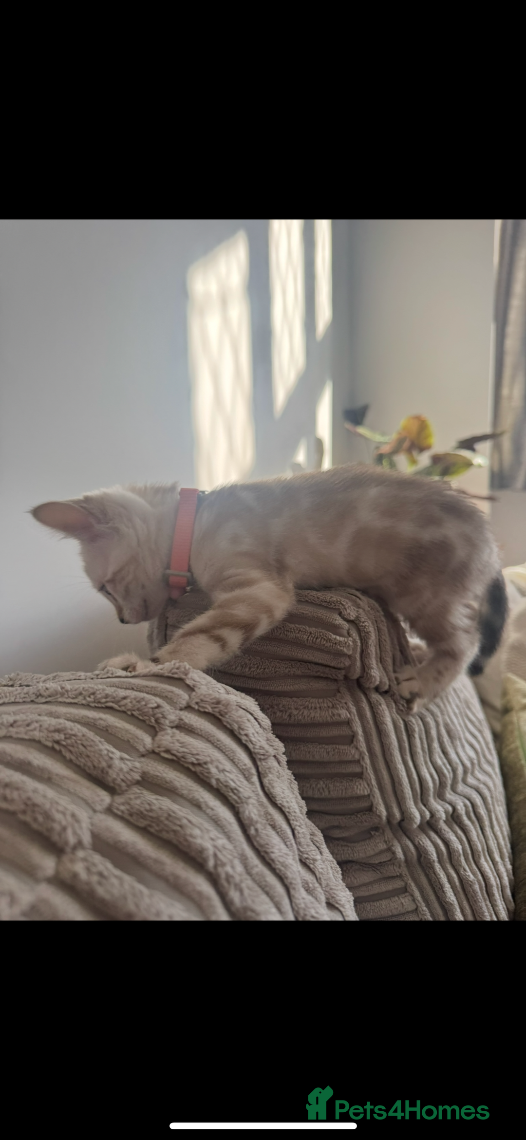 Bengal cats for sale: Pure Bengal snow lynx marble - Advert 8