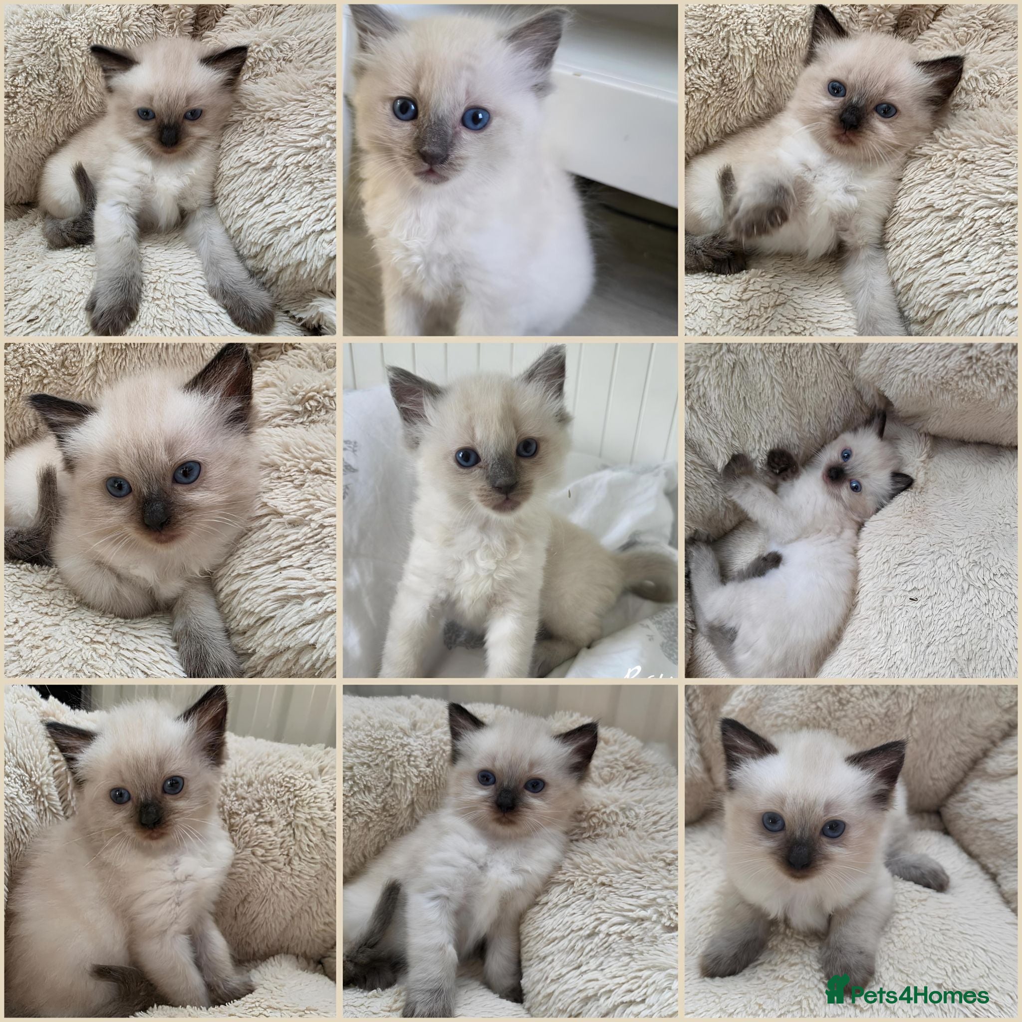 Ragdoll cats Ragdolls kittens.Ready for pickup now😻🙀 - Advert 1