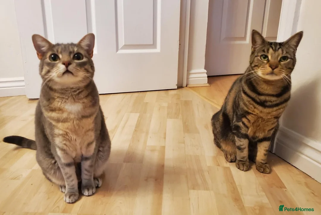 Domestic Shorthair cats for sale: 2 Domestic Shorthairs In Need of A Forever Home in Romford - Advert 1