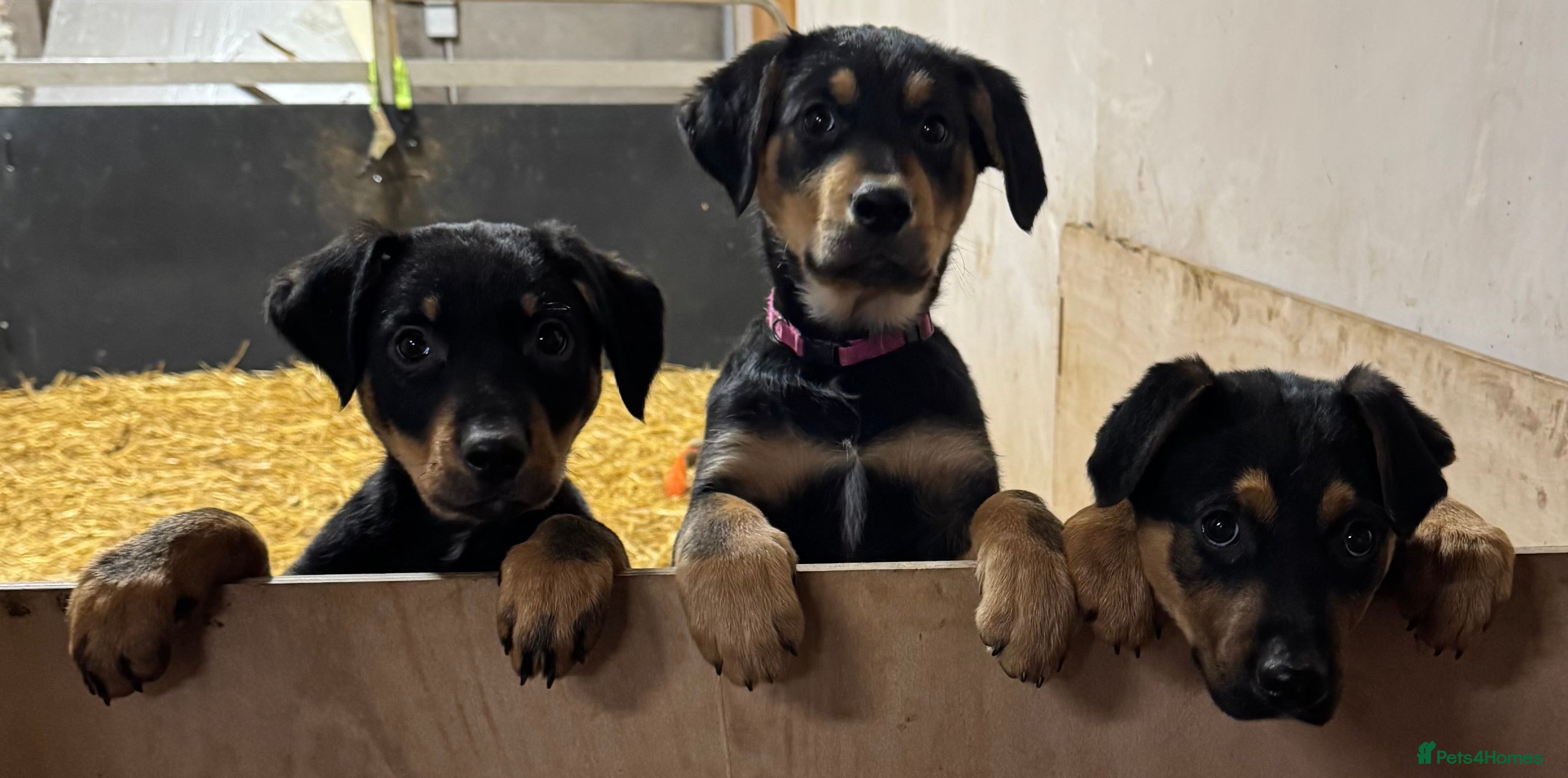 Huntaway dogs Huntaway Puppies For Sale   - Advert 5