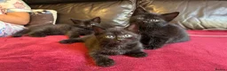 Mixed Breed cats for sale: Kittens for sale  in Grays - Advert 8