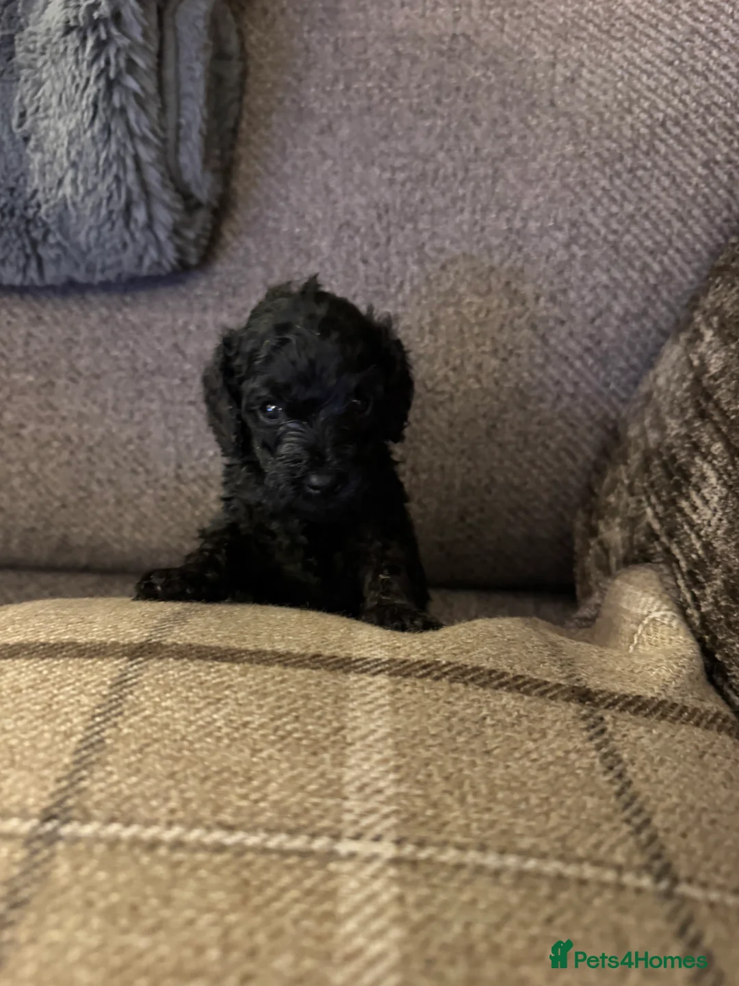 Cockapoo dogs for sale: Cockapoo F1B - Advert 2