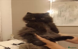 Persian cats for sale: Exotic Persian Kittens / last one baby boy in Romford - Image 8