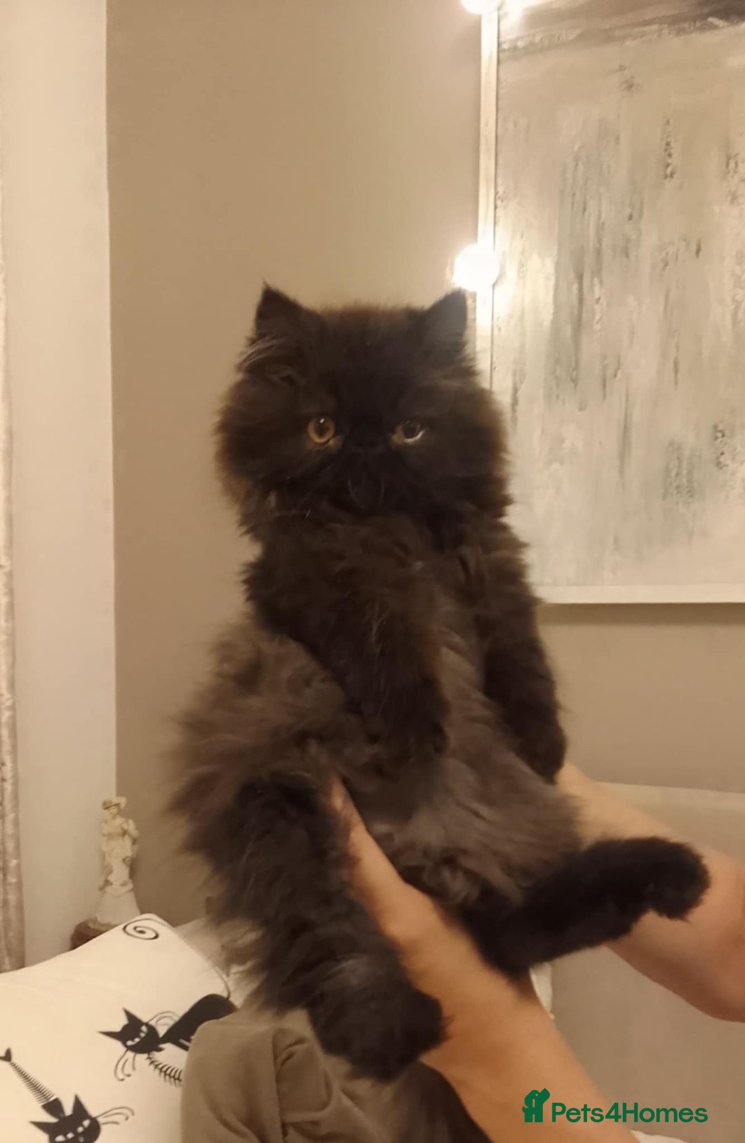 Persian cats for sale: Exotic Persian Kittens / last one baby boy in Romford - Image 8