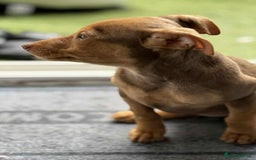 Jack Russell dogs for sale: Beautiful Muchwenlock Jack Russell puppies - Image 34