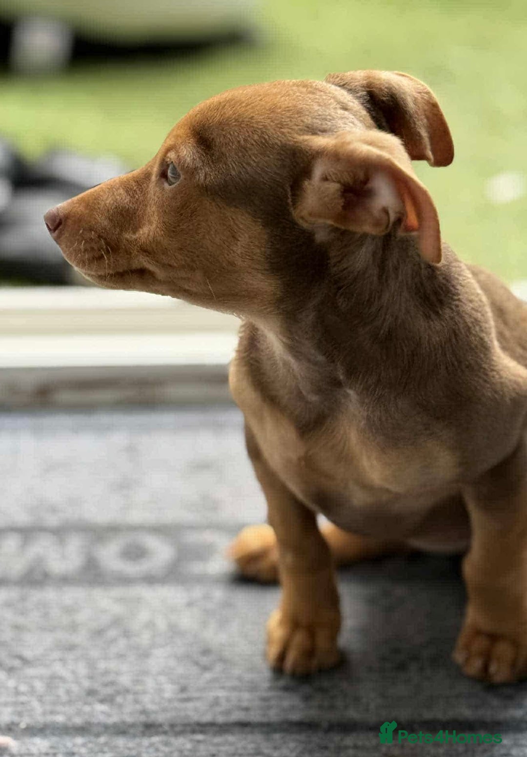 Jack Russell dogs for sale: Beautiful Muchwenlock Jack Russell puppies - Image 34