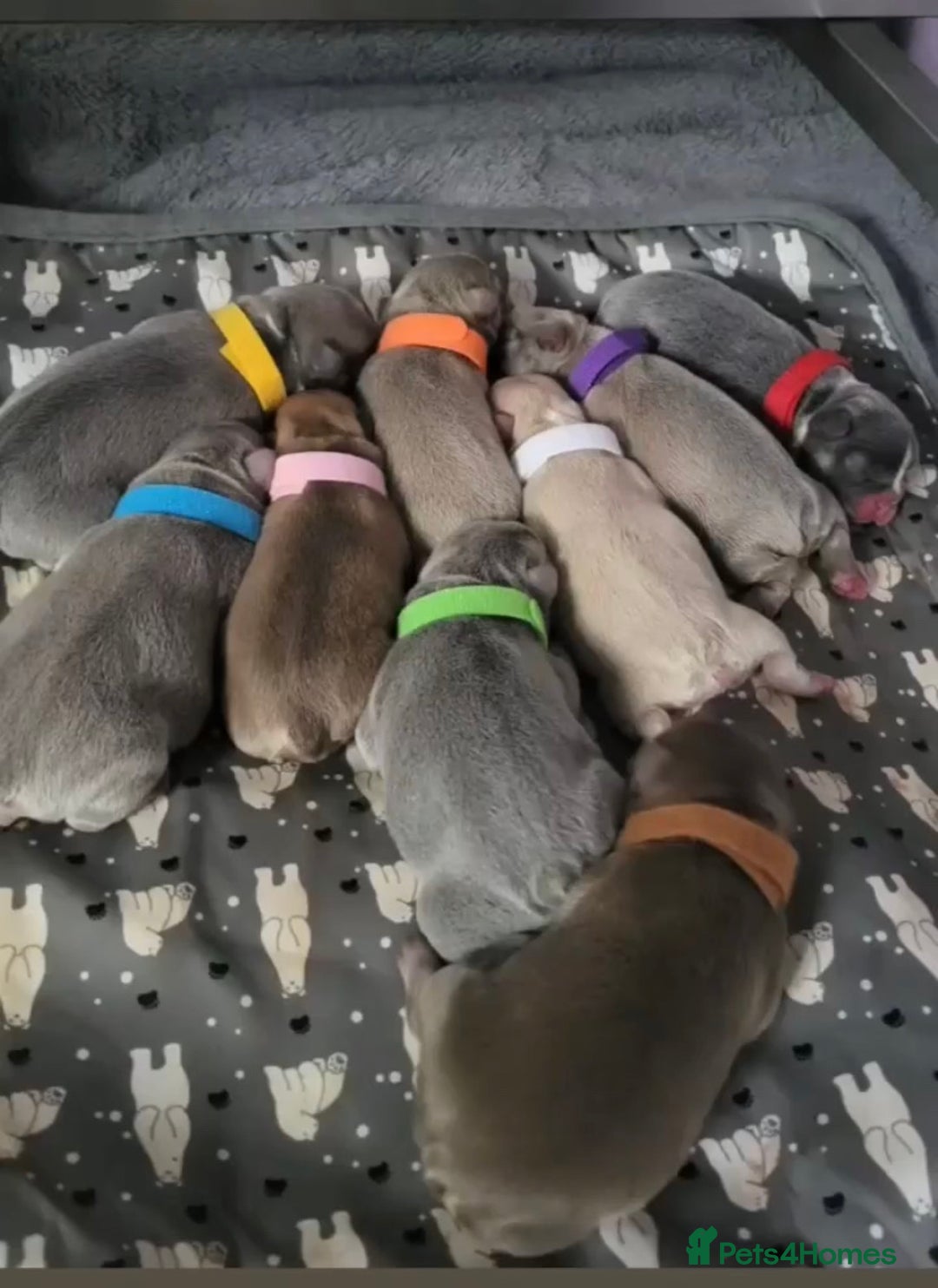 French Bulldog dogs for stud: Now FBCE GOLD! x OFFER- Fertility package inc in Matlock - Image 25