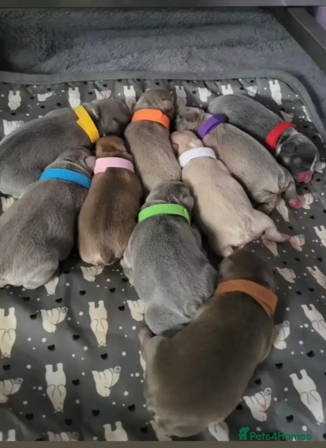 French Bulldog dogs for stud: Now FBCE GOLD! x OFFER- Fertility package inc - Advert 25