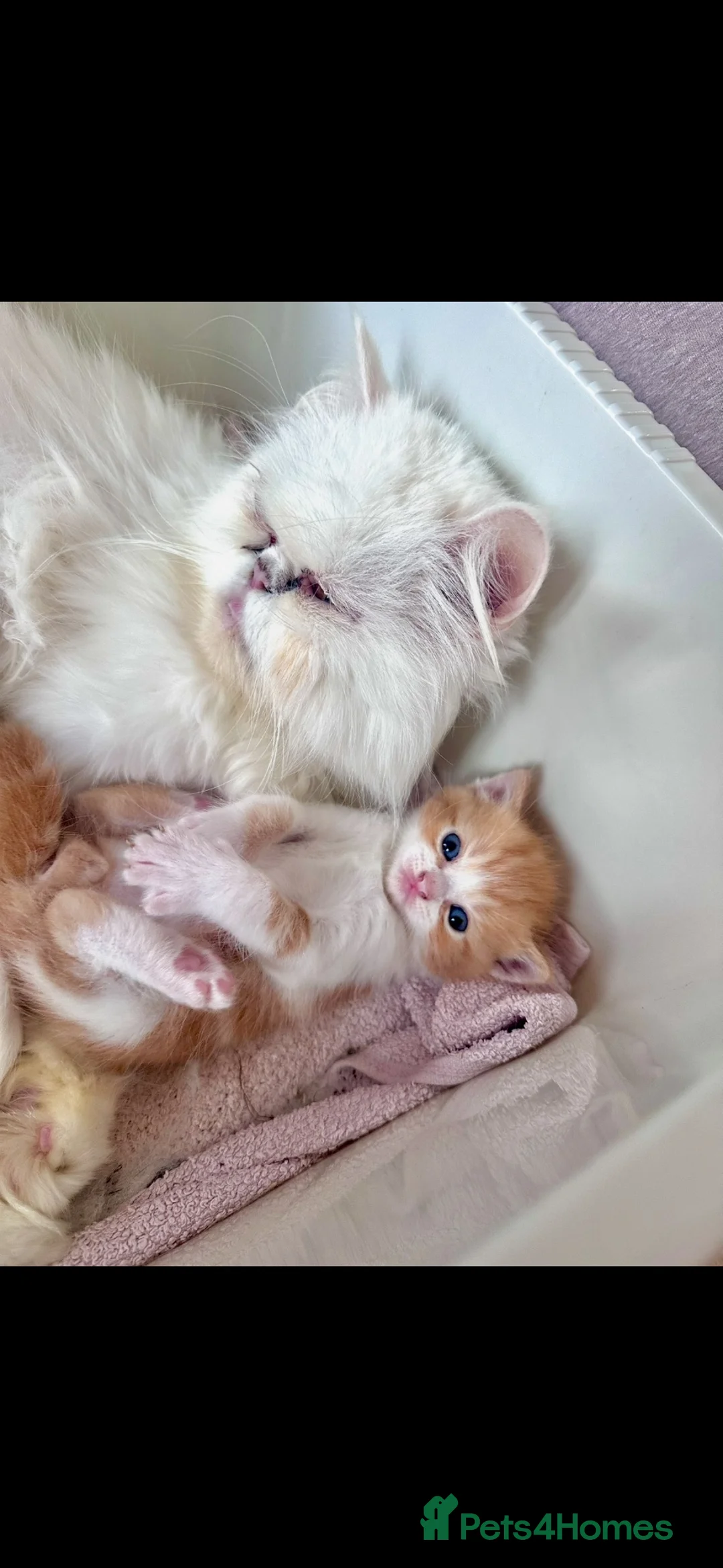 Persian cats for sale: Persian mixed breed long haired blue eyes in Maldon - Advert 2
