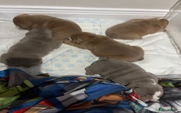 English Bulldog dogs for sale: English bulldog puppies  - Advert 11