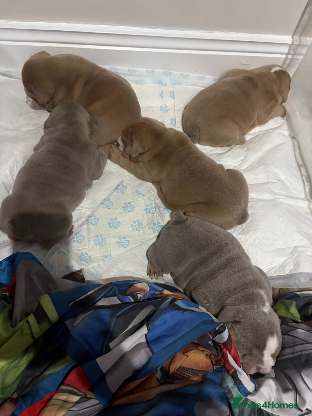 English Bulldog dogs for sale: English bulldog puppies  - Advert 11