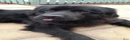 Newfoundland dogs for sale: Gorgeous Newfoundland boy - Advert 13