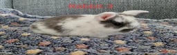 Mini Lop rabbits for sale: Mini lop bunnies for sale - Advert 6