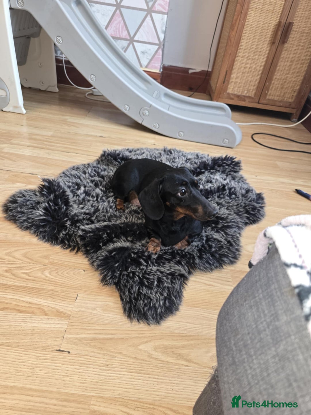Miniature Dachshund dogs for sale: Miniature dachshund  - Image 9