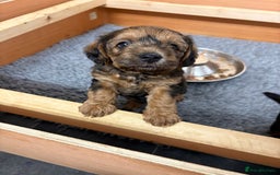 Mixed Breed dogs for sale: Boarder terrier cross Toy poodle - Image 7