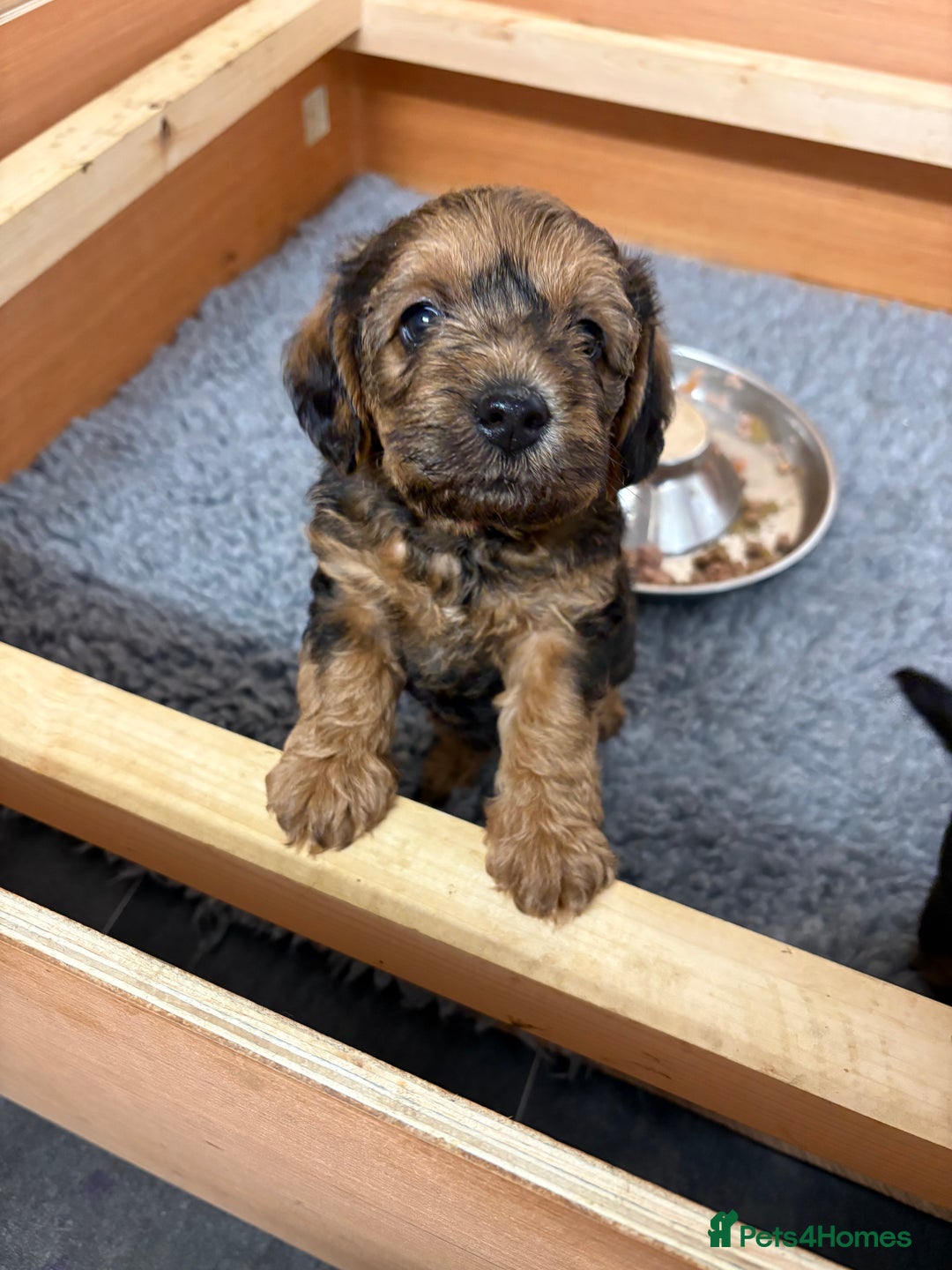 Mixed Breed dogs for sale: Boarder terrier cross Toy poodle - Image 7