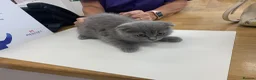 British Longhair cats for sale: British longhair x Scottish fold female kitten  - Advert 1