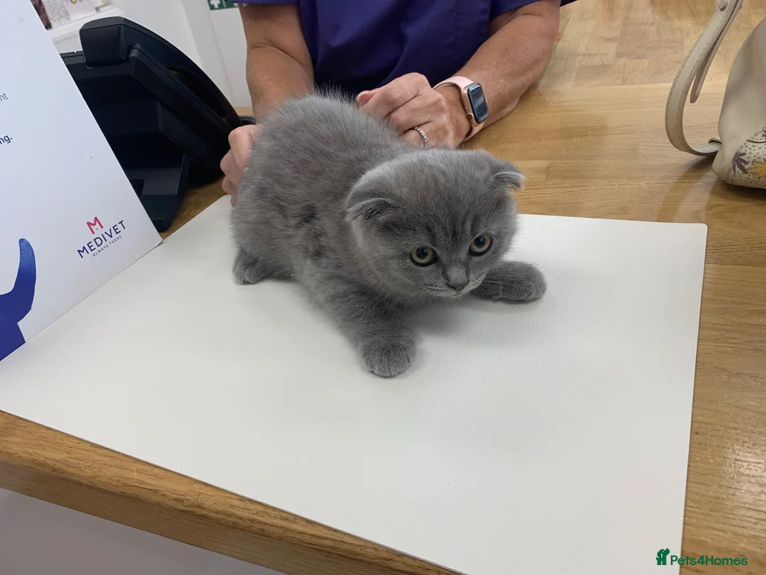 British Longhair cats for sale: British longhair x Scottish fold female kitten  - Advert 1