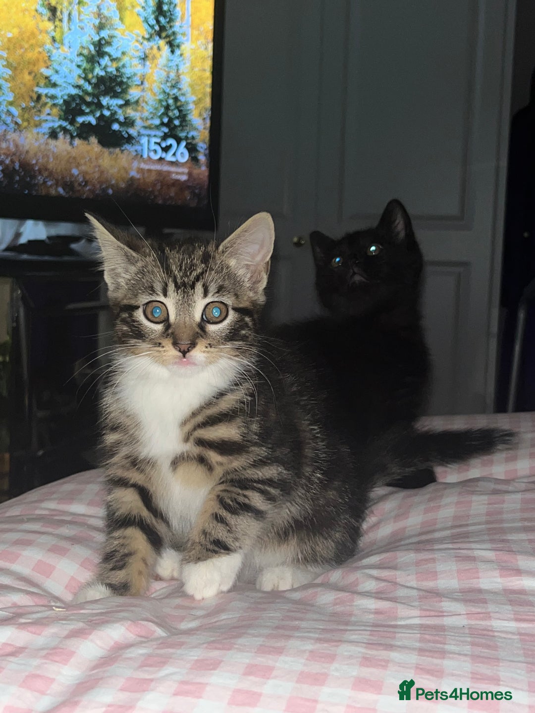 British Shorthair cats for sale: 3 kittens ready for collection  - Advert 5