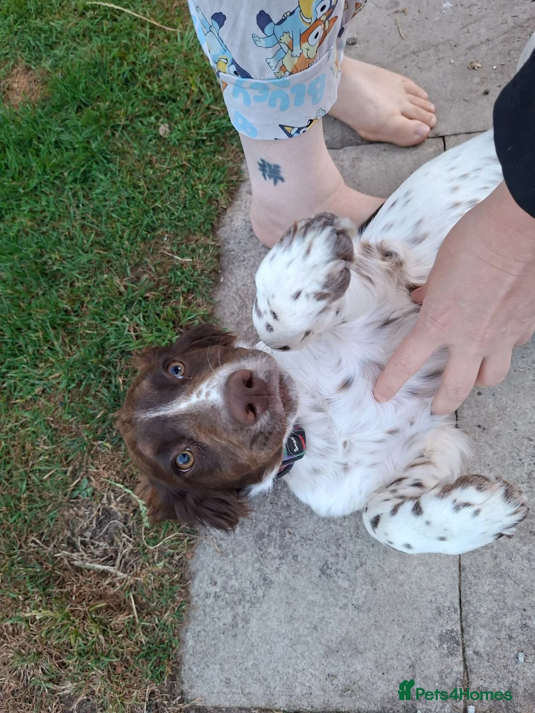 English Springer Spaniel dogs for sale: Puppy  in Abergele - Advert 2