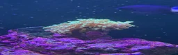 Other/Mixed Breed fish for sale: Marine fish, corals and equiptment for sale - Advert 8