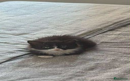 Persian cats for sale: Half persian kitten - Image 4