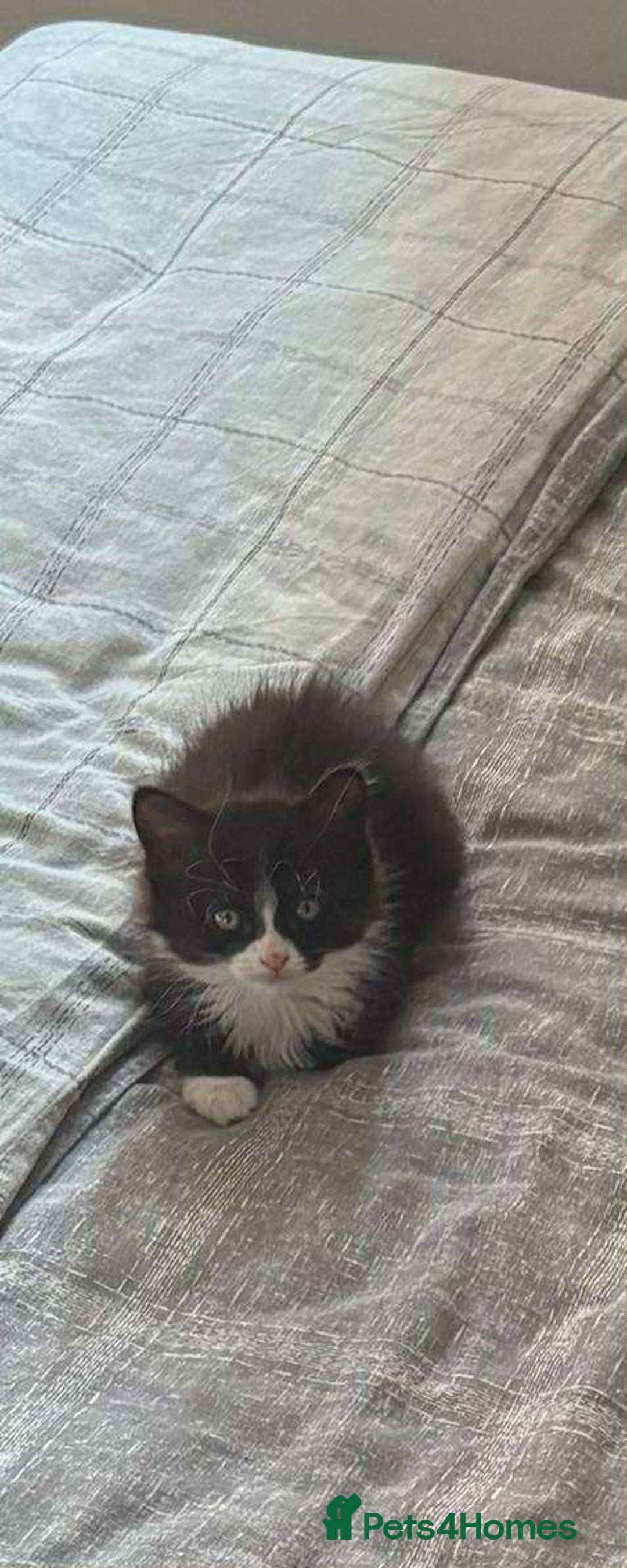 Persian cats for sale: Half persian kitten - Image 4
