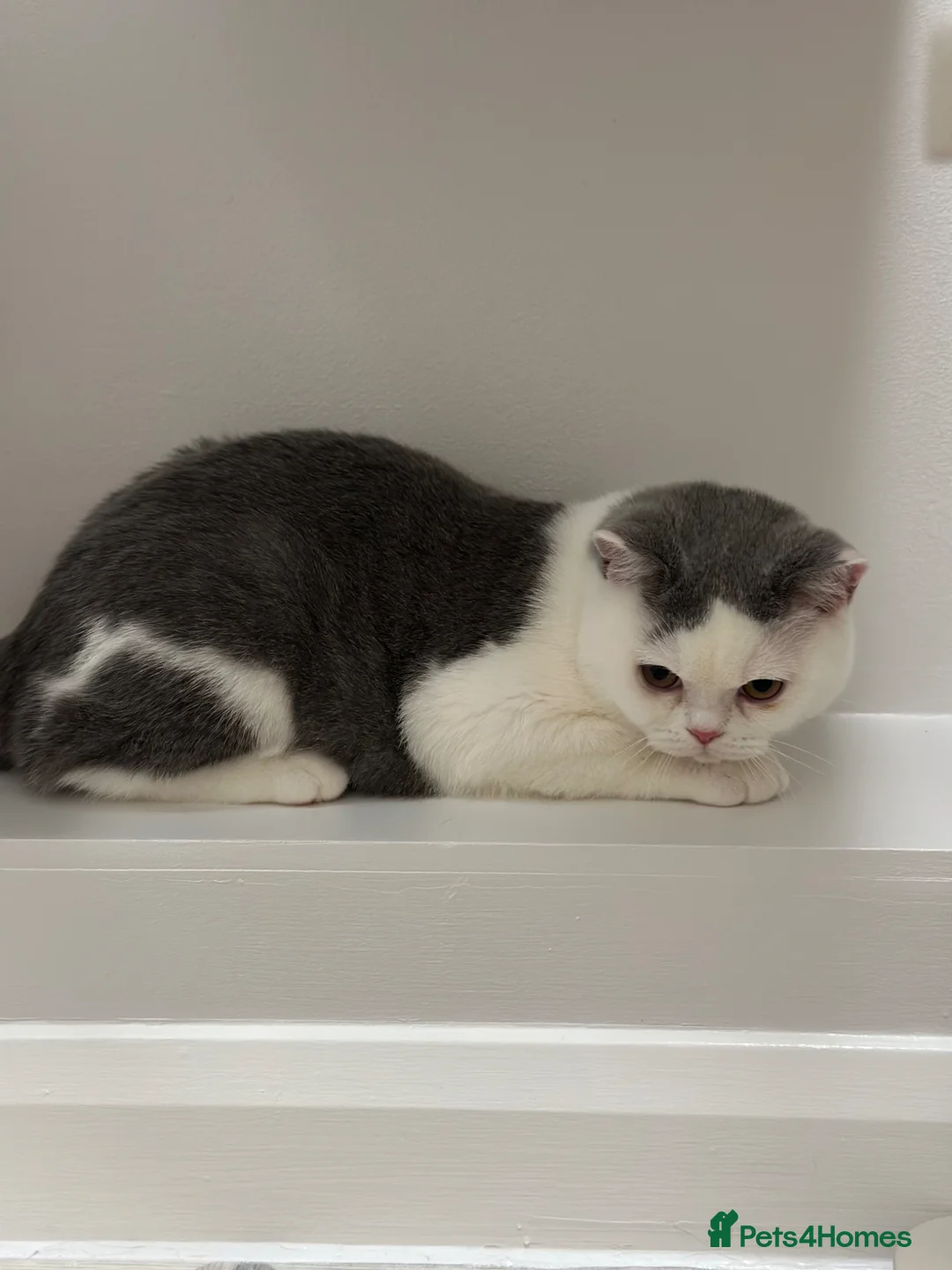 British Shorthair cats for sale: British Shorthair Chunky Kittens - Advert 2