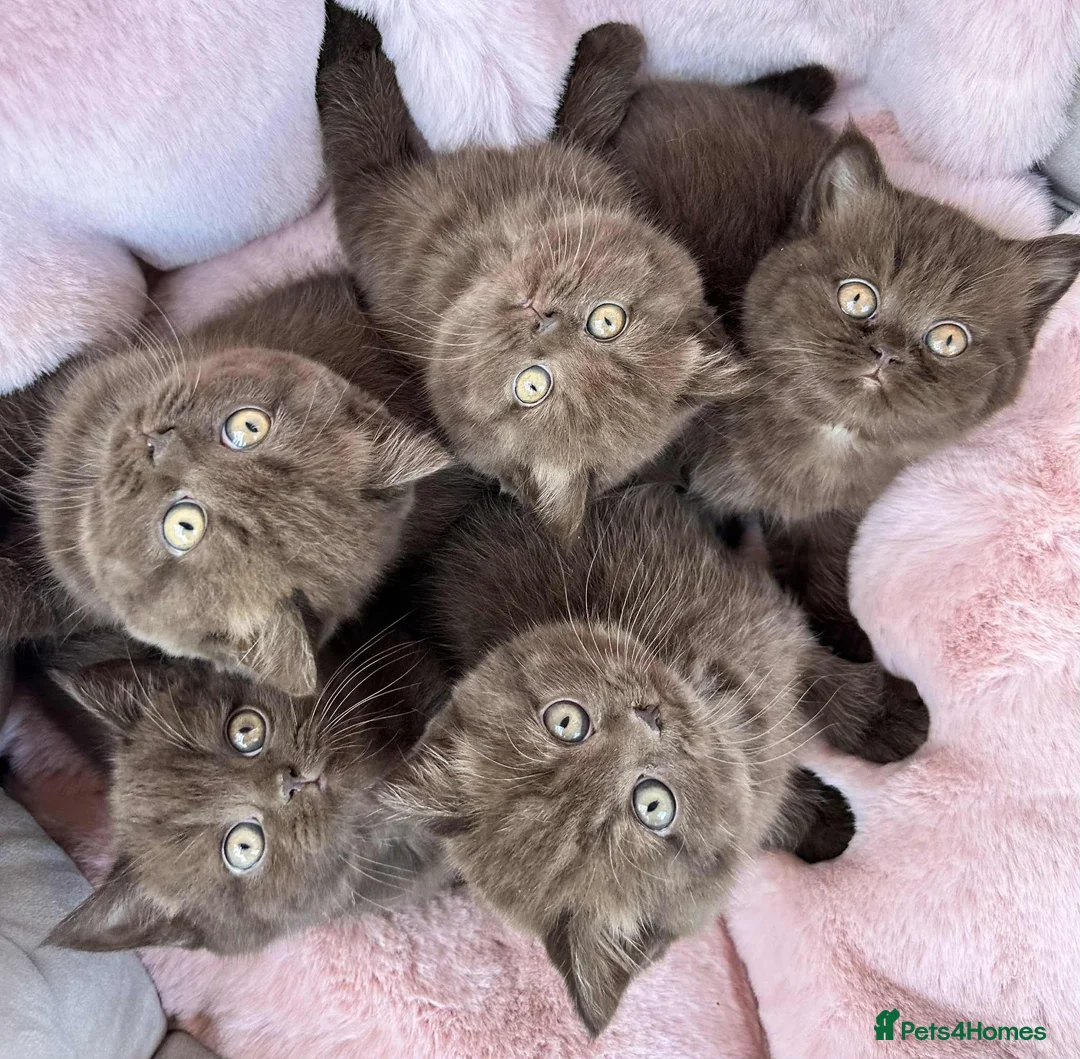 British Shorthair cats for sale: British Shorthair Chunky Chocolate Kittens🐻 - Advert 1
