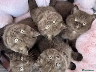 British Shorthair cats British Shorthair Chunky Chocolate Kittens🐻 - Advert 8