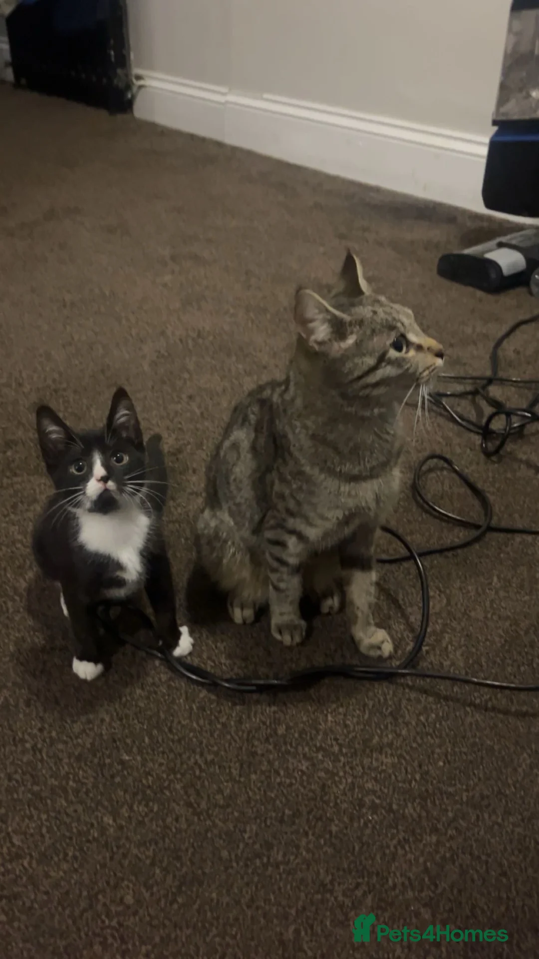 Mixed Breed cats for sale: Mother and kitten  - Advert 4