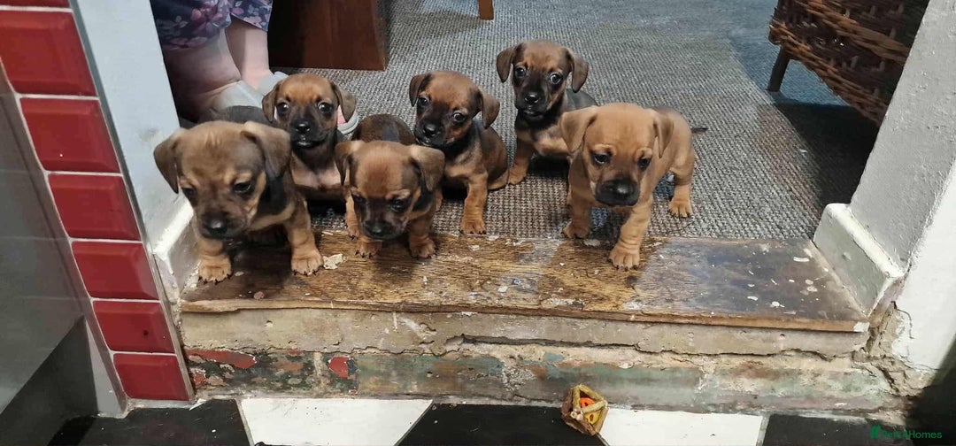 Mixed Breed dogs for sale: Puppy’s for sale  - Image 9