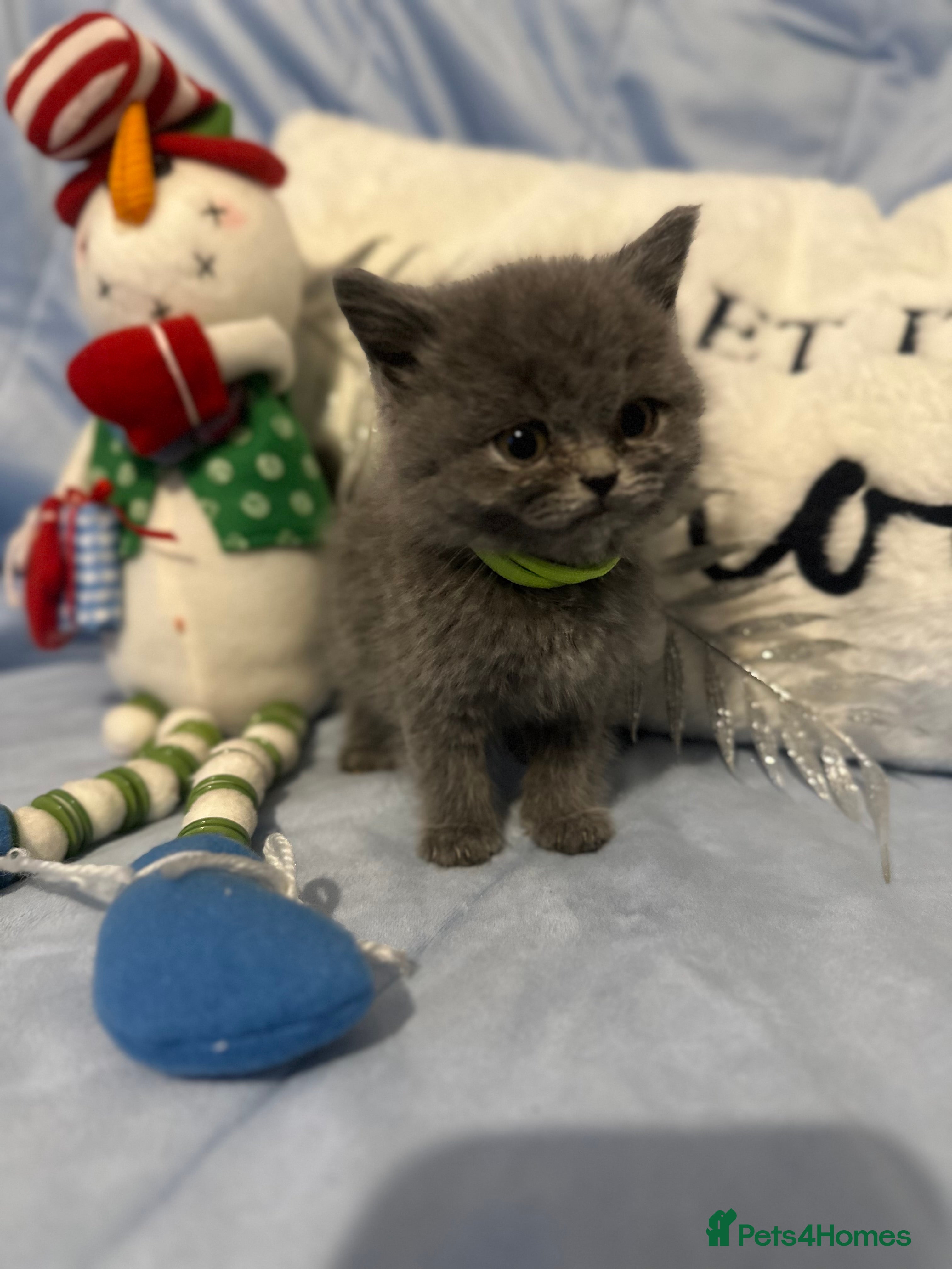 British Shorthair cats British short haired kittens - Advert 2