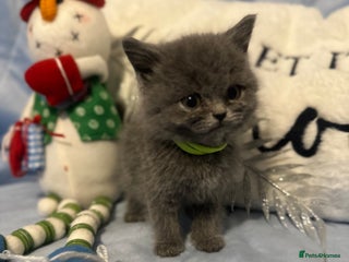 British Shorthair cats British short haired kittens - Advert 2