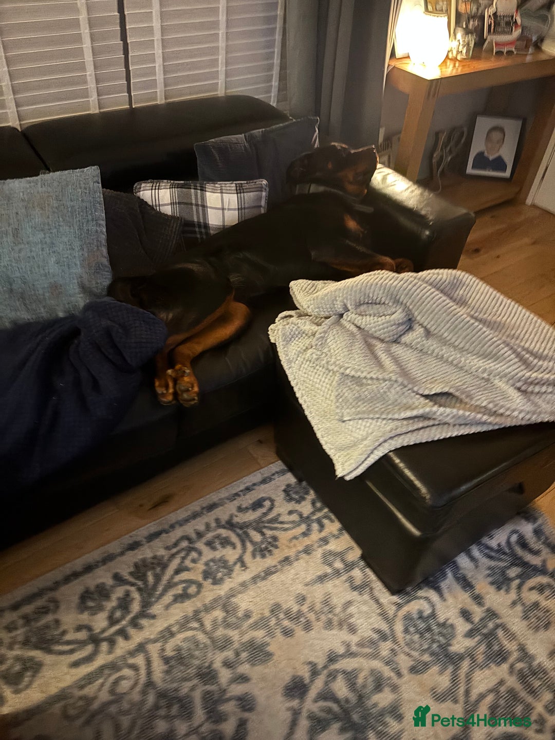 Rottweiler dogs for sale: Male Rottweiler needing new home  - Advert 2