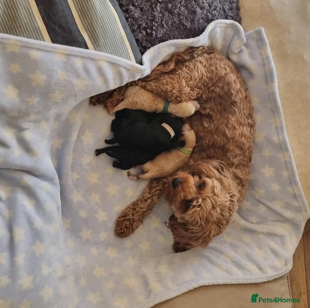 Cavapoo dogs for sale: F1 Toy cavapoo in Nottingham - Advert 1