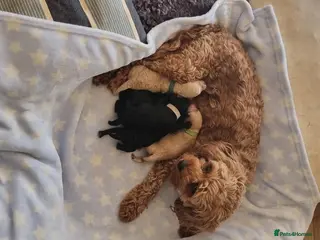 Cavapoo dogs F1 Toy cavapoo - Advert 1