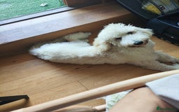 Standard Poodle dogs for sale: 9-month cream standard poodle for sale - Image 5