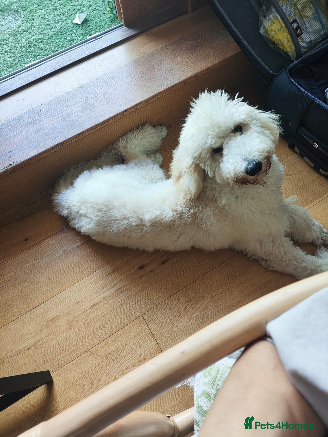 Standard Poodle dogs for sale: 9-month cream standard poodle for sale - Image 5