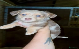 Jackapoo dogs for sale: Merle jackapoo pups (much Wenlock lines) - Image 4
