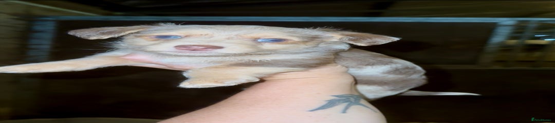Jackapoo Puppy 1