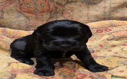 Cockalier dogs for sale: Gorgeous chunky Cockalier pupuchinos - Image 6