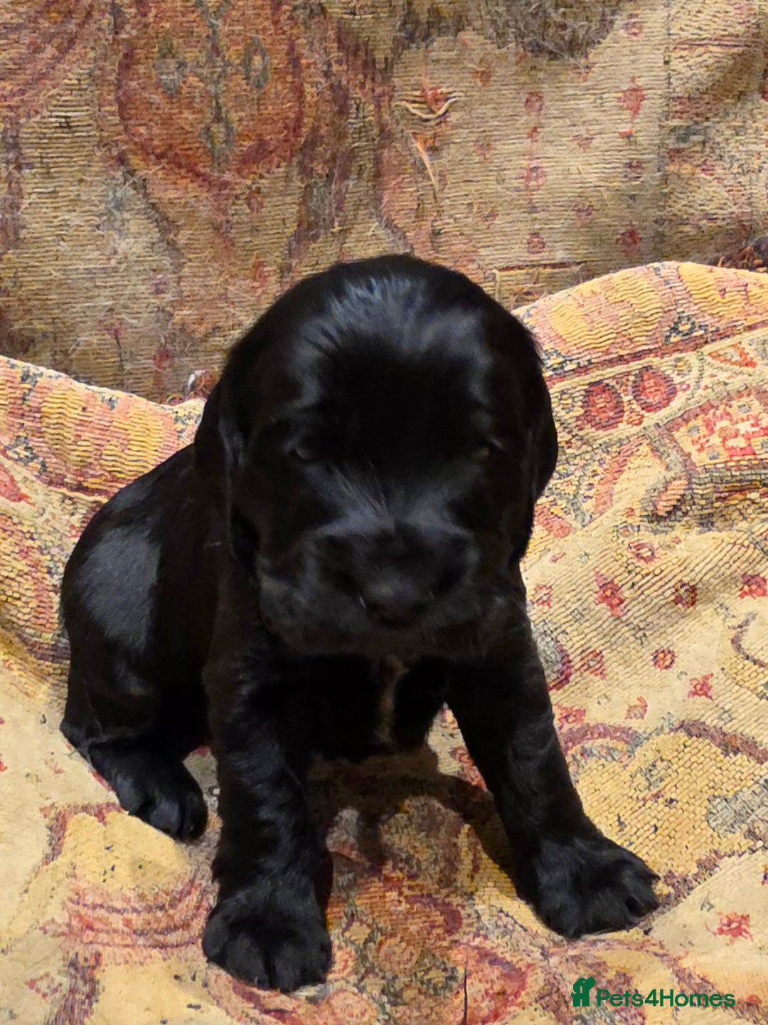 Cockalier dogs for sale: Gorgeous chunky Cockalier pupuchinos - Image 6