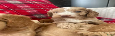 Cockapoo 4