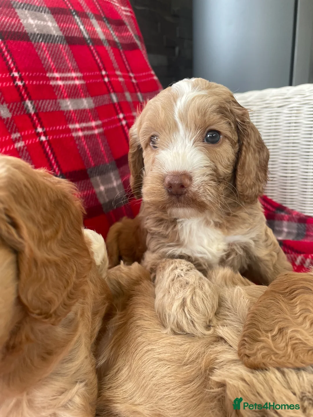 Cockapoo dogs for sale: SHOW TYPE MINIATURE F1 COCKAPOO PUPPIES - Advert 19