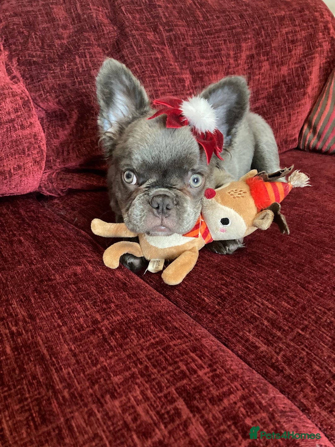 French Bulldog dogs for sale: Fluffy husky frenchie reduced! ready to leave  - Advert 2